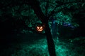 Pumpkin Burning In Forest At Night - Halloween Background. Scary Jack o Lantern smiling and glowing pumpkin with dark toned foggy Royalty Free Stock Photo