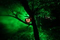 Pumpkin Burning In Forest At Night - Halloween Background. Scary Jack o Lantern smiling and glowing pumpkin with dark toned foggy Royalty Free Stock Photo