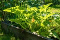 Pumpkin bush in the farmyard near the house