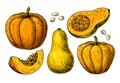 Pumpkin and butternut squash vector drawing set.