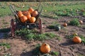 Pumpkin cart and field Royalty Free Stock Photo