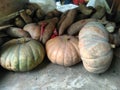 pumpkin and cassava on the floor