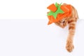 Pumpkin Cat Sign Royalty Free Stock Photo