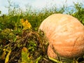 Pumpkin close to being ready to harvest. Close-up big orange pumpkin growing in the garden. Pumpkin plants with rich harvest Royalty Free Stock Photo