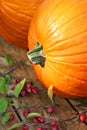 Pumpkin Close-up