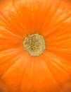 Pumpkin close up