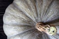 Pumpkin close-up background, macro top view, whole vegetable with root