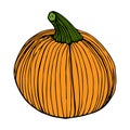 Pumpkin in color sketch black line isolated on white background