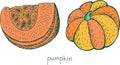 Pumpkin colorful sketch. Hand drawn autumn food illustration. Cute vegetable drawing. Vector artwork Royalty Free Stock Photo