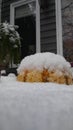 Snow pumkin Royalty Free Stock Photo