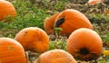 Pumpkin crop in the field 3