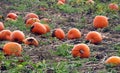 Pumpkin crop rotting in the field Royalty Free Stock Photo