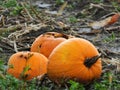 Pumpkin crop left rotting in the field Royalty Free Stock Photo