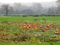 Pumpkin crop in the field in the FingerLakes of NYS Royalty Free Stock Photo
