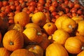 Pumpkin (Cucurbit) harvest in autumn