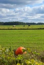 Pumpkin Cucurbita maxima Duch., big fruit growing on the field, in the background the cows in the pasture