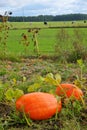 Pumpkin Cucurbita maxima Duch., big vegetables growing on the field, in the background the cows in the pasture