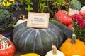 Pumpkin of the Cucurbita moschata species