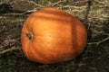 Pumpkin (cucurbita) an orange or white winter vegetable squash