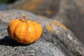 Pumpkin on a beautiful background Royalty Free Stock Photo