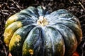 Pumpkin dark green ripe vegetable, autumn harvest symbol closeup toned