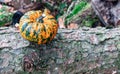 Pumpkin decorative on tree branches in nature. Harvest and fall concept Royalty Free Stock Photo