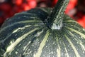 Pumpkin detail Royalty Free Stock Photo