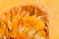 Pumpkin detail inside closeup selective focus Royalty Free Stock Photo