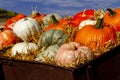 Pumpkin display in old farm equipment on ranch road