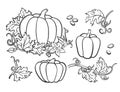 Pumpkin drawing set. Isolated outline vegetable, plant,