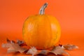 Pumpkin and fall autumn dry leafs isolated on orange background Royalty Free Stock Photo