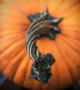 Halloween Orange Pumpkin with twisted stem Royalty Free Stock Photo