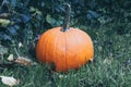 Pumpkin and fallen leaves