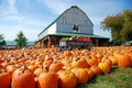Pumpkin Farm Royalty Free Stock Photo