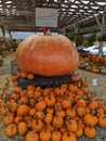 Pumpkin farm Halloween October abundance harvest orange produce farmers market