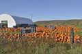 Pumpkin Farm Harvest Royalty Free Stock Photo