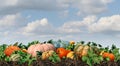 Pumpkin Farm Harvest