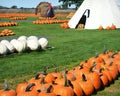 Pumpkin Farm