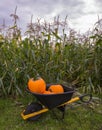 Pumpkin Farm