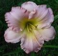 Pumpkin Festival Daylily