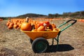 Pumpkin festival. Ripe pumpkins in the field