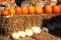 Pumpkin festival. Halloween. Ripe pumpkins in the field