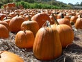 Pumpkin Field