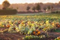 Pumpkin field in autumn