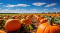 Pumpkin field in autumn Royalty Free Stock Photo