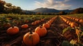 Pumpkin field in autumn Royalty Free Stock Photo