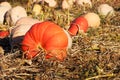 Pumpkin field Royalty Free Stock Photo