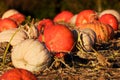 Pumpkin field Royalty Free Stock Photo