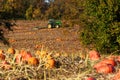 Pumpkin field Royalty Free Stock Photo