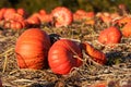 Pumpkin field Royalty Free Stock Photo